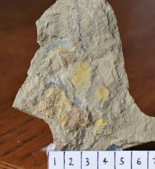 RARE Eofallotaspis Trilobite Fossil,  EARLIEST TRILOBITE,  Lower Cambrian Nevada 2