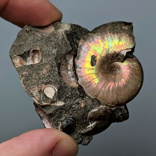 3,  3 Cm (1,  3 In) Ammonite Beudanticeras Cretaceous Aptian Russia Fossil Ammonit