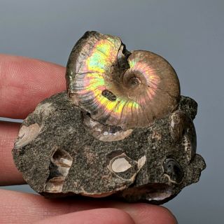 3,  3 cm (1,  3 in) Ammonite Beudanticeras cretaceous aptian Russia fossil ammonit 2