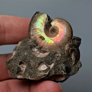 3,  3 cm (1,  3 in) Ammonite Beudanticeras cretaceous aptian Russia fossil ammonit 3