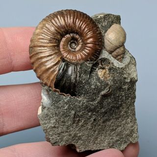 3,  5 Cm (1,  4 In) Ammonite Acanthoplites Gastropod Cretaceous Russia Ammonit