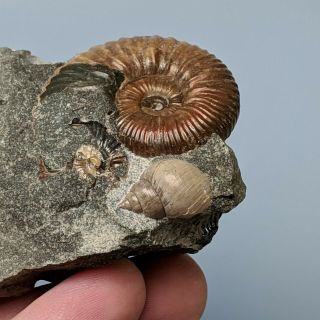 3,  5 cm (1,  4 in) Ammonite Acanthoplites gastropod cretaceous Russia ammonit 2