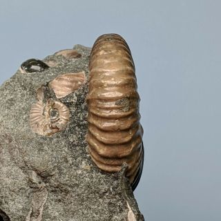 3,  5 cm (1,  4 in) Ammonite Acanthoplites gastropod cretaceous Russia ammonit 3
