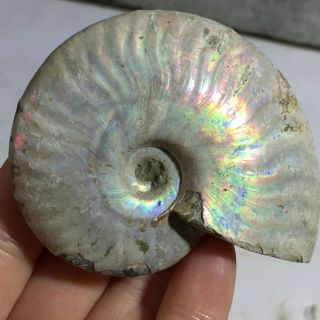 Rainbow Iridescent Ammonite Shell Specimen Madagascar 94g A074