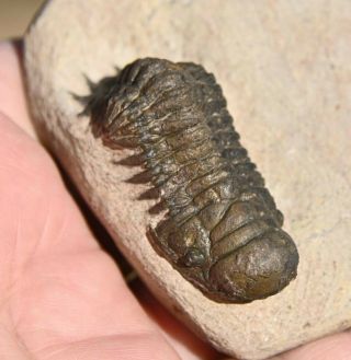 Trilobite Fossil,  Crotalocephalus Gibbus From Morocco 4
