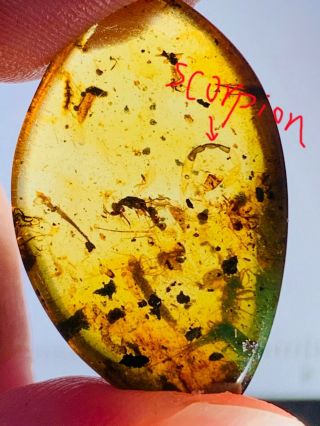 Scorpion&3 Silverfish&wasp Burmite Myanmar Amber Insect Fossil Dinosaur Age
