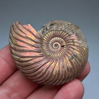 5,  2 cm (2 in) Ammonite shell Quenstedtoceras jurassic pyrite Russia fossil 2