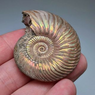 5,  2 cm (2 in) Ammonite shell Quenstedtoceras jurassic pyrite Russia fossil 3
