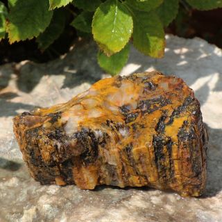 Petrified Wood Slab With Agate Raw,  Rough,  Large Natural Fossilized Wood Slice.