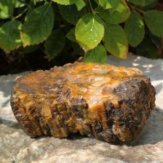 Petrified Wood Slab With Agate Raw,  Rough,  Large Natural Fossilized Wood Slice. 3