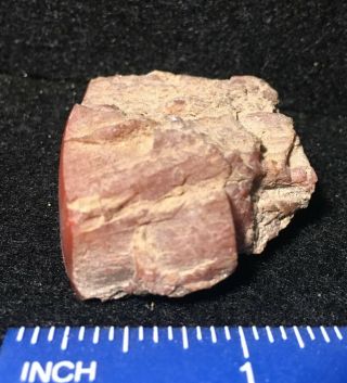 Utah petrified redwood polished limb from the Henry Mountain site 3