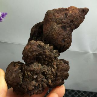Rare Dinosaur Dung Coprolite Petrified Poop 349g