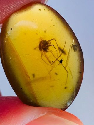 1.  45g Big Spider&beetle Burmite Myanmar Burmese Amber Insect Fossil Dinosaur Age