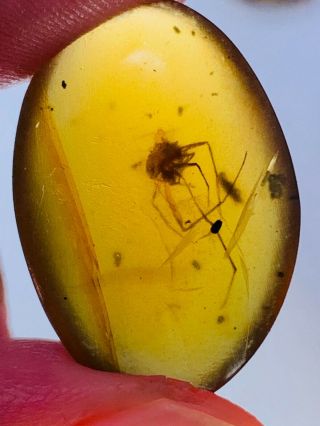 1.  45g big spider&beetle Burmite Myanmar Burmese Amber insect fossil dinosaur age 2