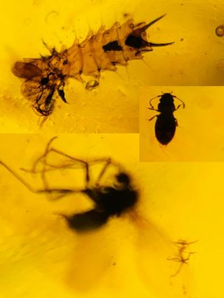 Beetle&larva&fly Burmite Myanmar Burmese Amber Insect Fossil Dinosaur Age