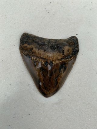 Megalodon Tooth 2 5/8 Inches Long