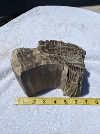 Large petrified wood log,  polished on both ends.  grey and white grains 2