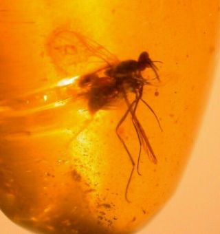 Large Mycetophilid Fly,  Spider In Burmite Amber Fossil Gem Dinosaur Age 3 G