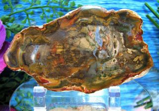 Petrified Wood Complete Round Slab W/bark Beautifully Exotic Green Blue Agate