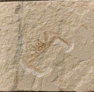 Lebanon Fossil Crab From Hakel,  Cretaceous 100 Million Years.