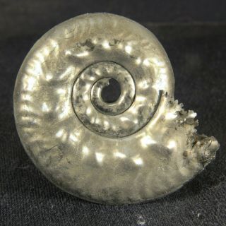 3.  9cm/1.  5in Shine Pyrite Ammonite Rossiensiceras Jurassic Fossil Russia