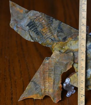 Rare Paradoxides Trilobite Fossil,  Manuels River,  Newfoundland,  Mid Cambrian