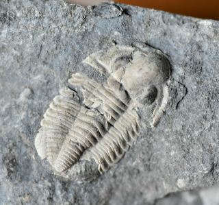 Sweet Cummingella And Piltonia Trilobite Fossils,  Carboniferous,  Belgium