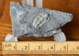 Sweet Cummingella and Piltonia Trilobite Fossils,  Carboniferous,  Belgium 2