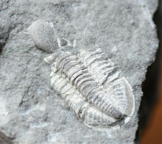Sweet Cummingella and Piltonia Trilobite Fossils,  Carboniferous,  Belgium 3