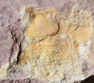 Rare Undescribed Remopleurides Trilobite Fossil,  China,  Upper Ordovician