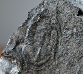 Isotelus Sp.  Trilobite Fossil From Ottawa,  Ordovician Bobcaygeon Formation
