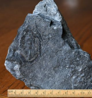 Isotelus sp.  Trilobite Fossil from Ottawa,  Ordovician Bobcaygeon Formation 2