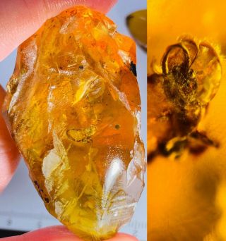19.  2g Raw Stone Unknown Beetle Burmite Myanmar Amber Insect Fossil Dinosaur Age