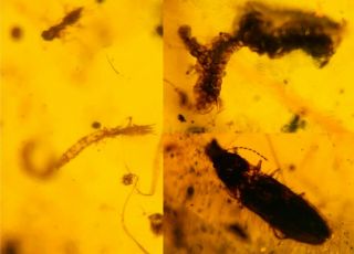 Neuroptera Larva&wasp&beetle Burmite Myanmar Amber Insect Fossil Dinosaur Age