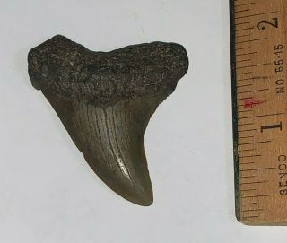 2 In.  Chubutensis Megalodon Shark Tooth From South Carolina