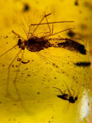Unknown Big Fly&diptera Burmite Myanmar Burmese Amber Insect Fossil Dinosaur Age