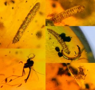 5 Millipede&spider&fly Burmite Myanmar Burmese Amber Insect Fossil Dinosaur Age