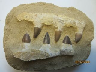 Mosasaur Teeth Fossil Specimen In Matrix Jaw Bone Dinosaur Era Morocco 54