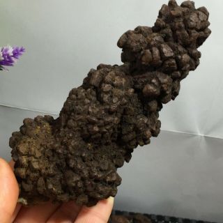 Rare Dinosaur Dung Coprolite Petrified Poop 375g