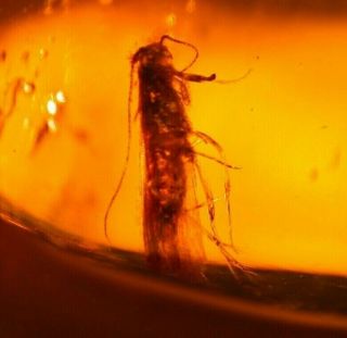 Moth With Proboscis Displayed In Authentic Dominican Amber Fossil Gem