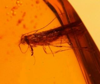 Moth with Proboscis Displayed in Authentic Dominican Amber Fossil Gem 2