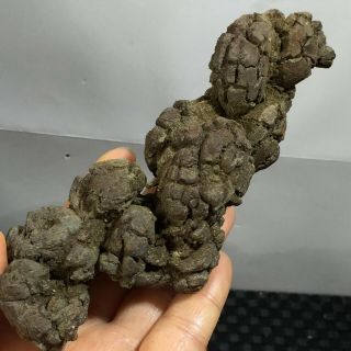 Top - Best - Rare - Dinosaur - Dung - Coprolite - Petrified - Poop 292g
