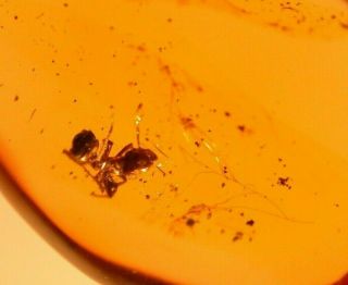 Worker Ant With Rare Spider Cobwebs In Authentic Dominican Amber Fossil Gem