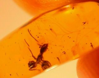 Worker Ant with RARE Spider Cobwebs in Authentic Dominican Amber Fossil GEM 2