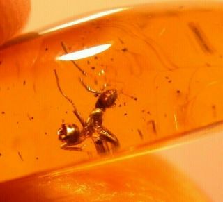 Worker Ant with RARE Spider Cobwebs in Authentic Dominican Amber Fossil GEM 3
