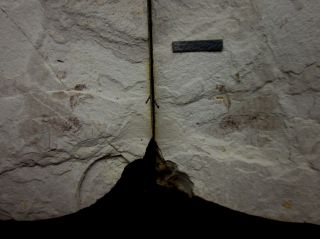 Bittacidae And Mosquito Insect Fossil,  Inner Mongolia - 72089