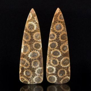 Natural Agatized Fossil Coral Cabochon Pair For Earrings Indonesia 7.  38 G