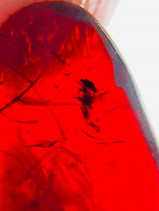 Unknown Fly In Red Blood Amber Burmite Myanmar Amber Insect Fossil Dinosaur Age