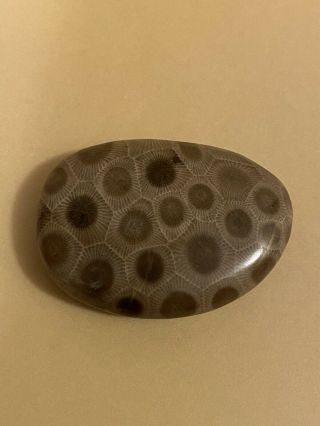 Polished Petoskey Stone 1.  28oz,  5.  2” Circumference