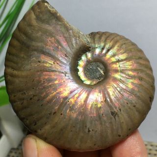 Nature Rainbow Iridescent Ammonite Shell Specimen Madagascar 98g N659
